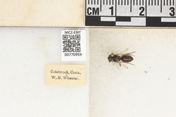 Media type: image;   Entomology 770959 Aspect: Labels